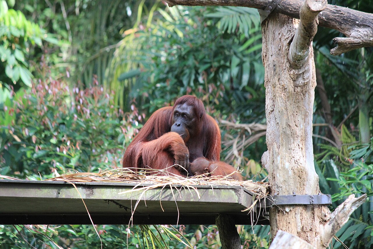 Singapore Zoo wildlife